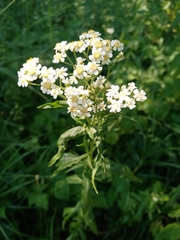 Achillea salicifolia