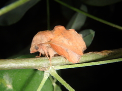 Phyllodesma joannisi