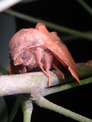 Phyllodesma joannisi