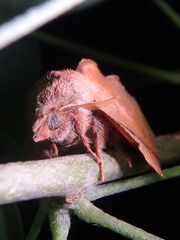 Phyllodesma joannisi