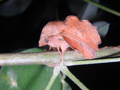 Phyllodesma joannisi