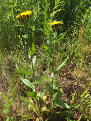 Picris japonica kamtschatica