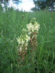 Pedicularis uralensis