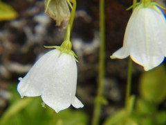 Campanula cochleariifolia