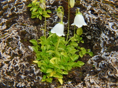 Campanula cochleariifolia