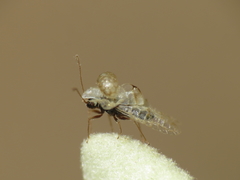 Hyalochiton colpochilus