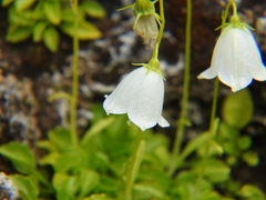 Campanula cochleariifolia