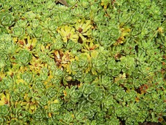 Saxifraga