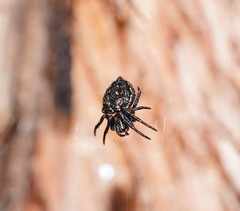 Araneus acuminatus
