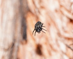Araneus acuminatus