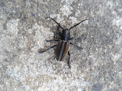 Dorcadion fuliginator