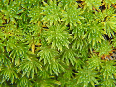 Saxifraga