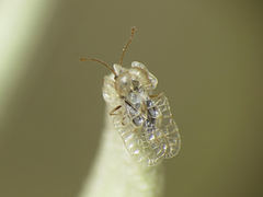 Hyalochiton colpochilus