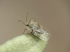 Hyalochiton colpochilus