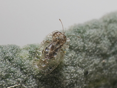 Hyalochiton colpochilus