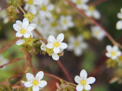 Saxifraga hostii