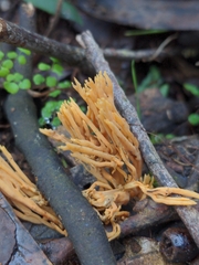 Phaeoclavulina flaccida