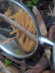 Phaeoclavulina flaccida