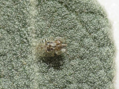 Hyalochiton colpochilus