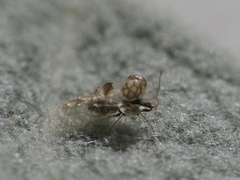 Hyalochiton colpochilus