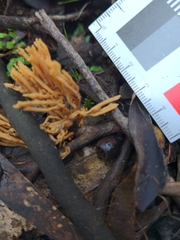 Phaeoclavulina flaccida