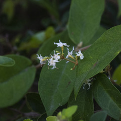 Ichnocarpus frutescens