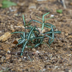 Hemidesmus indicus