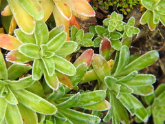 Saxifraga hostii