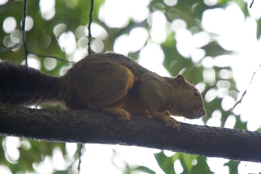 Kinabalu Squirrel