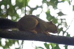Callosciurus baluensis
