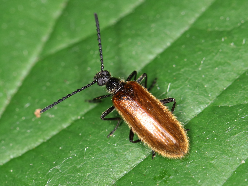 Rough-haired Lagria Beetle