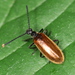 Rough-Haired Lagria Beetle - Photo (c) tuggip_t, some rights reserved (CC BY-NC)