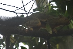 Callosciurus baluensis