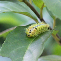 Parasa pastoralis