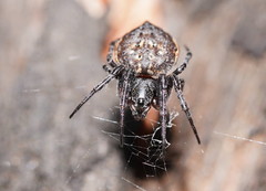 Araneus acuminatus