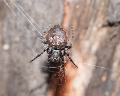 Araneus acuminatus