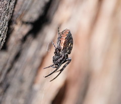 Araneus acuminatus