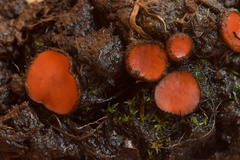 Scutellinia decipiens