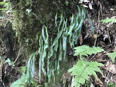 Loxogramme remotefrondigera