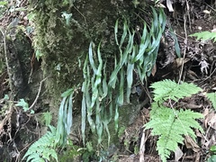 Loxogramme remotefrondigera