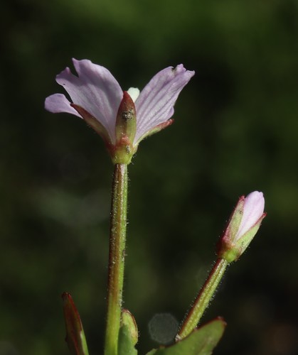 Image of Epilobium hornemannii by no rights reserved