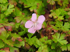 Geranium dalmaticum