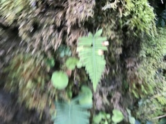 Polypodiodes amoena