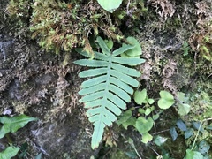 Polypodiodes amoena