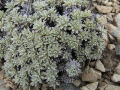 Argyrotegium nitidulum