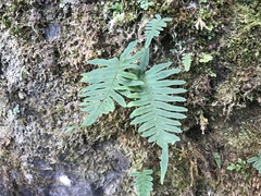 Polypodiodes amoena