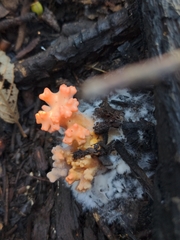 Ramaria capitata