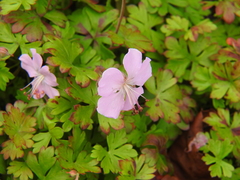 Geranium dalmaticum