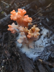 Ramaria capitata