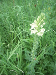 Pedicularis uralensis